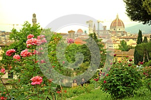 Rose gardens in Florence city , Italy