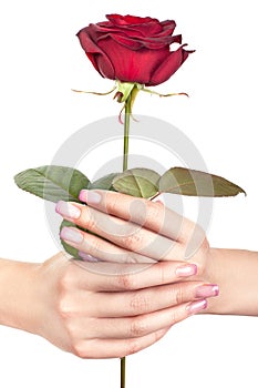Rose in gentle female hands. photo