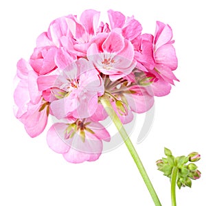 Rose geranium photo