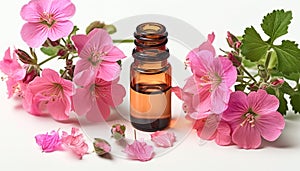 Rose geranium essential oil isolated on white