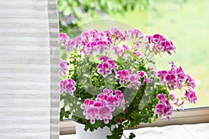 Rose geranium flower by the window
