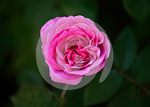 Rose Gertrude Jekyll on Dark Background