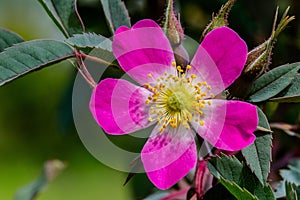 Rose Glauca Blossom