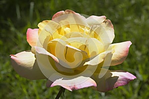 Rose `Gloria Day`