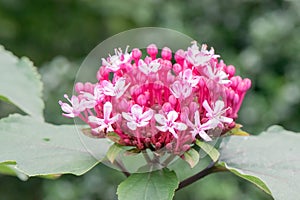 Rose glory bower Clerodendrum bungei globose pink lilac inflorescences