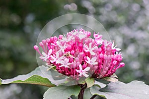 Rose glory bower Clerodendrum bungei globose pink lilac inflorescences with bee