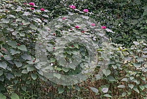 Rose glory bower Clerodendrum bungei plants in natural habitat