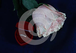 Rose with gold accessory on blue background