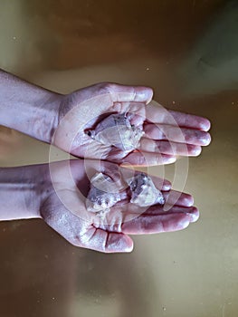 Rose gold sea shells