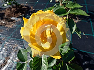 Rose \'Goldmarie 82\' blooming with bright semi-double, unfading golden yellow flowers