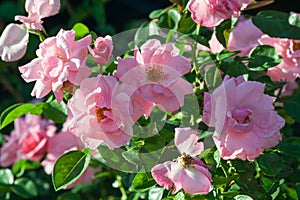 Rose grade armada, bush of roses with lots of large pink flowers