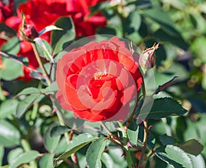 Rose grade invincible, one red rose lit by sunlight