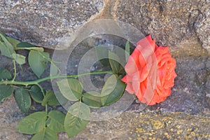 rose on granite jpg photo