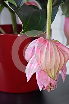 Rose grape, medinilla magnifica