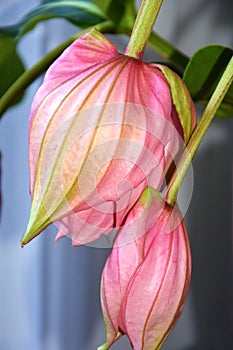 Rose grape, medinilla magnifica