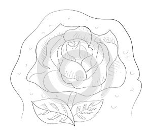 Rose in graphic