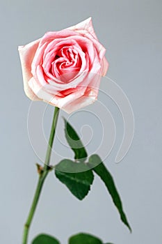 Pink rose love isolated gratitude admiration joy deep love background photo