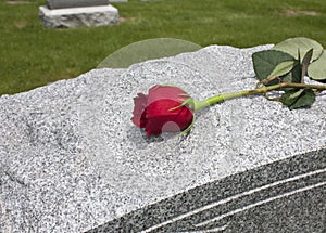 Rose on a Grave photo