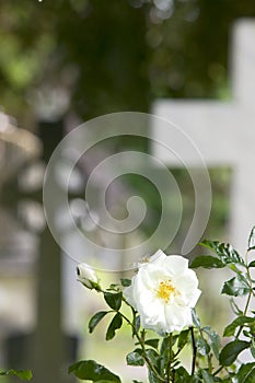 Rose in a Graveyard