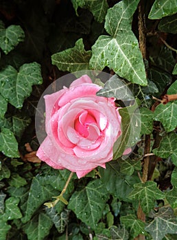 Rose with green leaf background