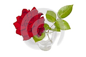 Rose with green leaves isolated on white background