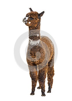 Rose grey young alpaca eight months old - Lama pacos