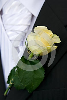 Rose on groom