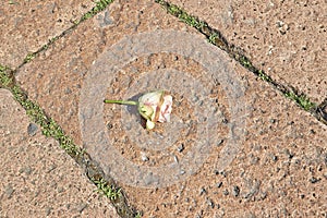 Rose on the ground