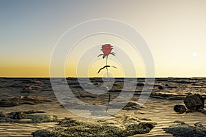single rose growing in desert environment arid dry concept 3D Illustration