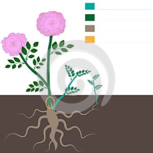 Rose growing rules. Mistakes in growing roses. Dogrose overgrowth removal tutorial template.