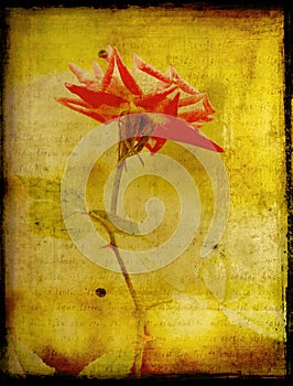 Rose on grunge backdrop