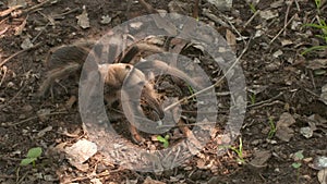 Rose Hair Tarantula on Outside Ground