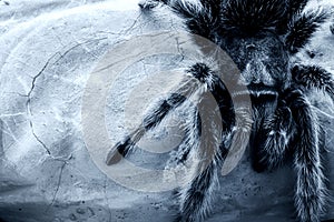 Rose-hair tarantula spider photo