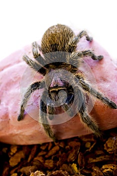 Rose hair Tarantula Spider crawling