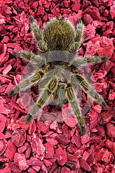 Rose-hair Tarantula Spider on Red