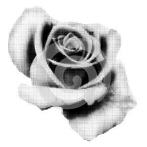Rose halftone collage element vector illustration isolated