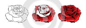 Rose hand drawing and colored. A blossoming rosebud. Vector illustration.