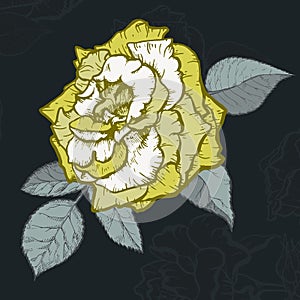 Rose hand drawn illustration