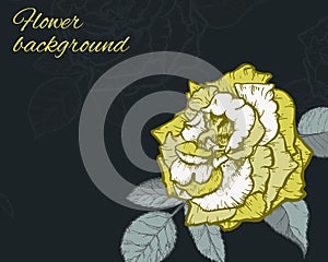 Rose hand drawn illustration