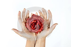 Rose in the hands