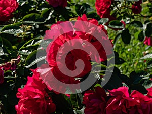 Rose \'Hansaland\' flowering with medium, semi-double, dark red flowers in small clusters in garden