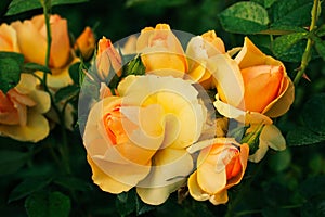 Rose Hansestadt Rostock - close-up view of tender yellow rose with an orange-apricot coloured heart photo