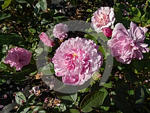 Rose \'Harlow Carr\' flowering with perfect formation flowers with shallow cups of the purest mid pink in the