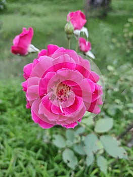 Blooming rose in a garden of India