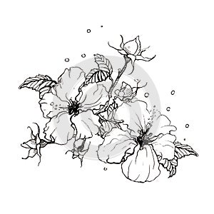 Rose and hibisus black and white isolated ilustration