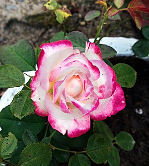 Rose hibrida