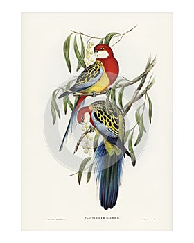 Rose-hill parakeet vintage illustration wall art print and poster design remix from the original artwork