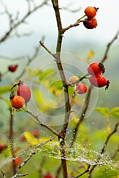 Rose hip