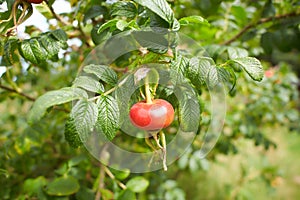 Rose Hip, also called Rose Haw and Rose Hep, an accessory fruit of the plant photo