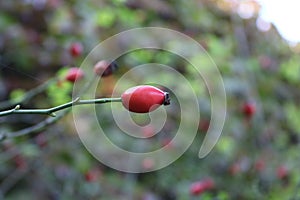 Rose hip